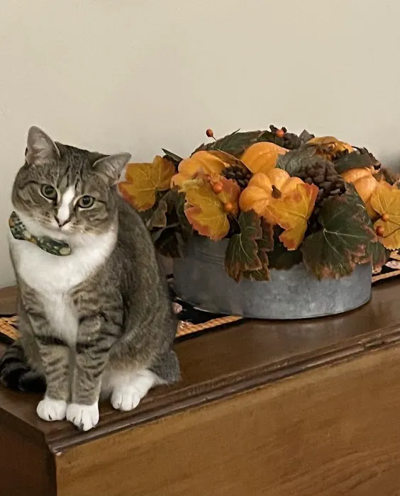 Animal Hospital of Dauphin County 8