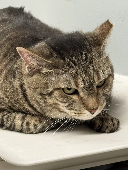 Animal Hospital of Dauphin County 10