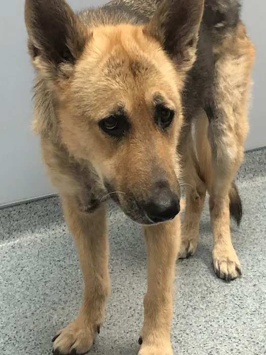 Healing Creatures Animal Hospital 1