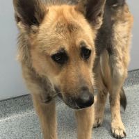Healing Creatures Animal Hospital ico