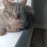 Camp Hill Animal Hospital ico