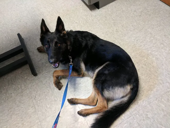 Camp Hill Animal Hospital 3