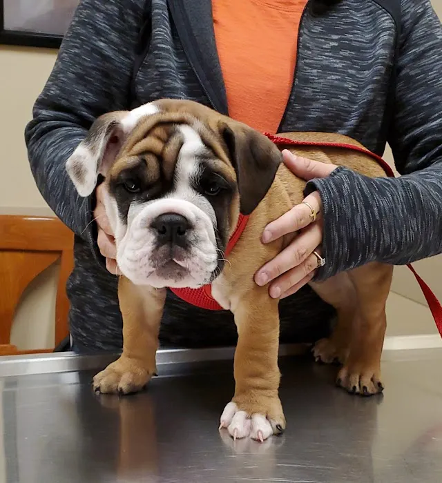 Rossmoyne Animal Hospital & Urgent Care Center 3