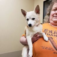 Rossmoyne Animal Hospital & Urgent Care Center ico