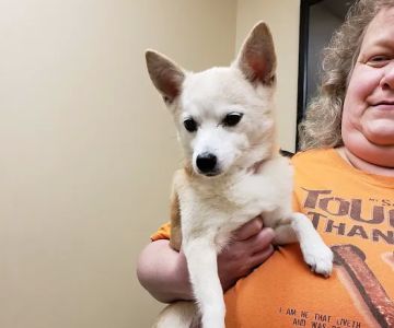 Rossmoyne Animal Hospital & Urgent Care Center