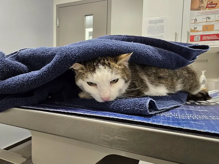 Hershire Animal Hospital 2