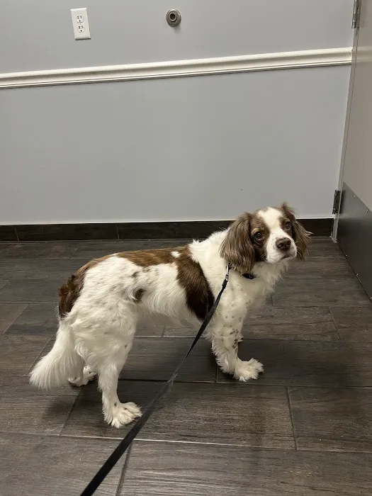 Hershire Animal Hospital 1