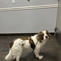 Hershire Animal Hospital ico