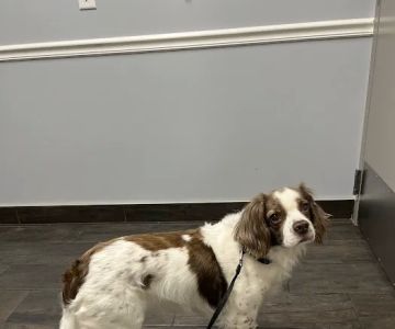 Hershire Animal Hospital