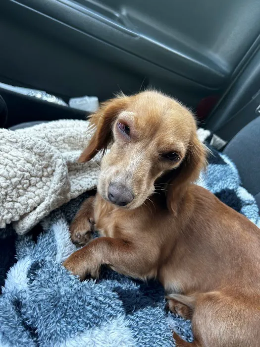 Providence Animal Hospital 3