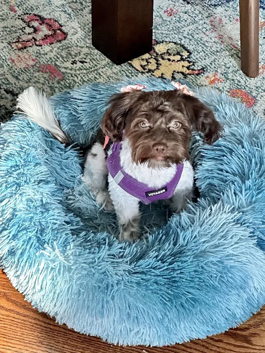 Piper Glen Animal Hospital 5