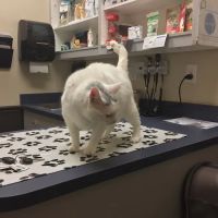 Piper Glen Animal Hospital ico
