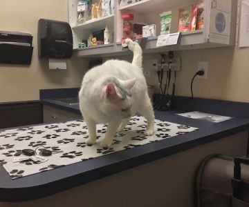Piper Glen Animal Hospital