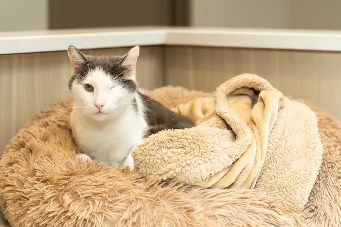 Mixed Pet Veterinary Hospital 4