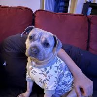 Carolina Place Animal Hospital ico