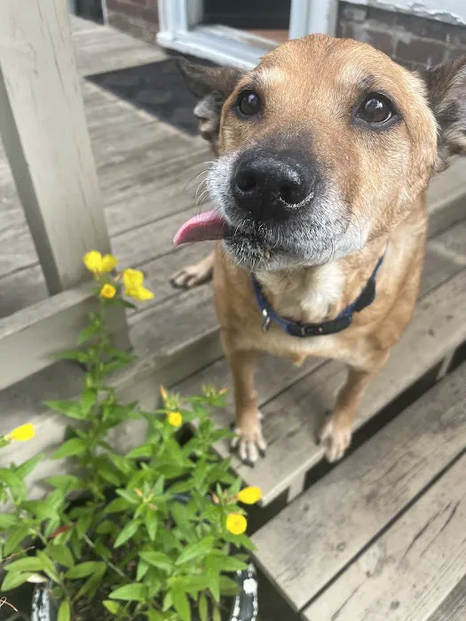 Carolina Place Animal Hospital 8