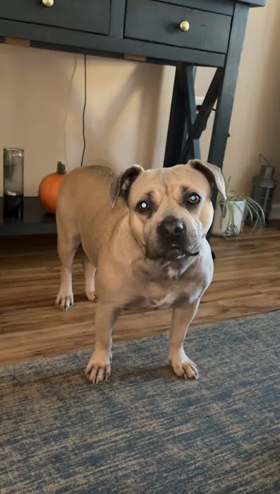 Carolina Place Animal Hospital 3