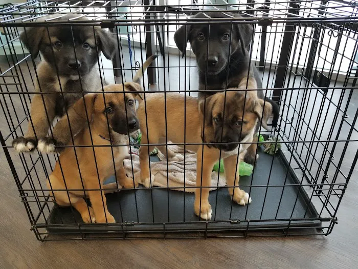 SnipWell Spay Neuter & Wellness Clinic 12