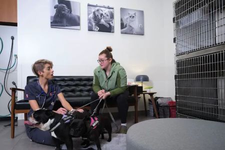 Veterinary Emergency Group