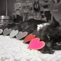 Burleigh Road Animal Hospital ico