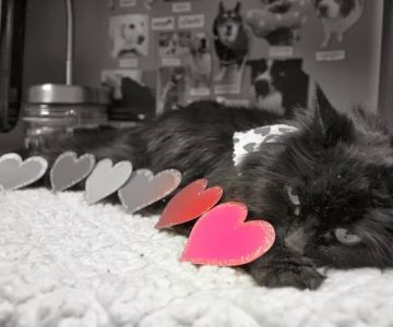 Burleigh Road Animal Hospital