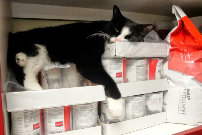 Burleigh Road Animal Hospital 12