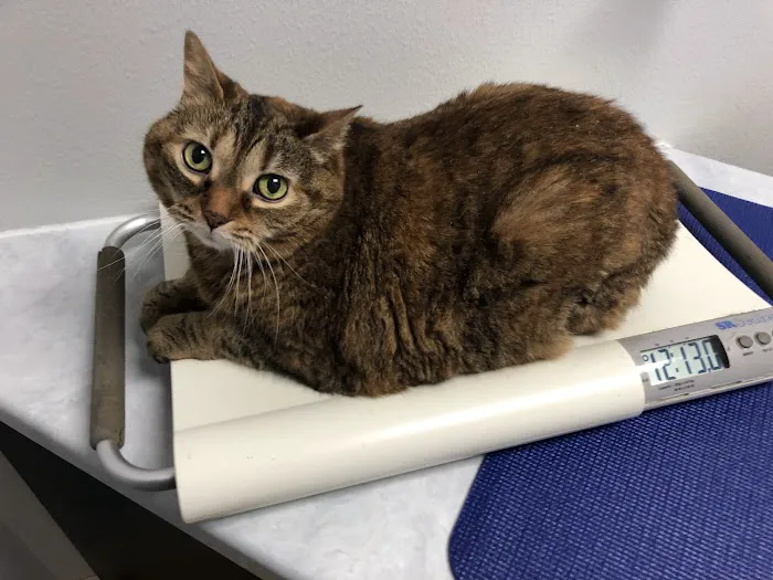Cat Care Clinic Milwaukee 8