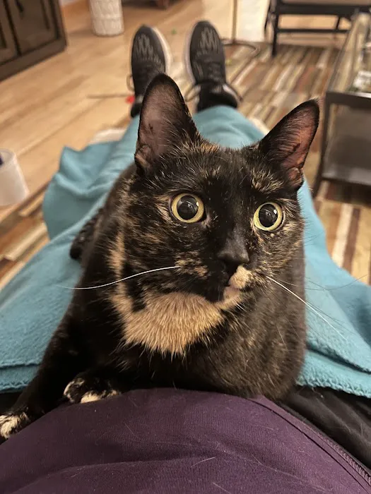 Cat Care Clinic Milwaukee 6
