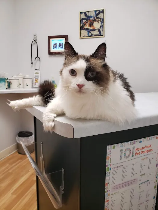 Cat Care Clinic Milwaukee 3