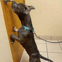 Animal Care Hospital/Clinic ico