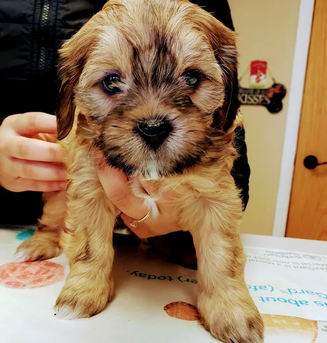 Milwaukee Walk In Vet Clinic 12