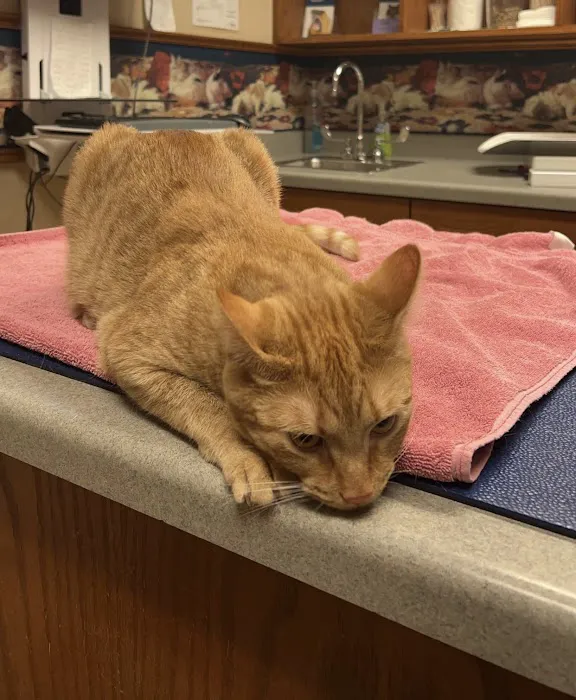 Small Animal Hospital 12