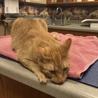 Small Animal Hospital ico