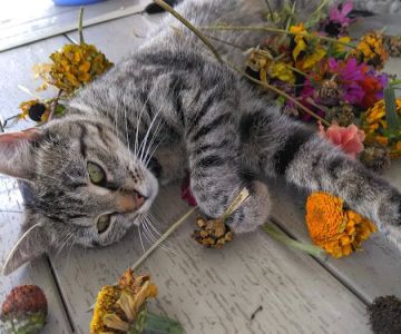 Community Animal Hospital, LLC