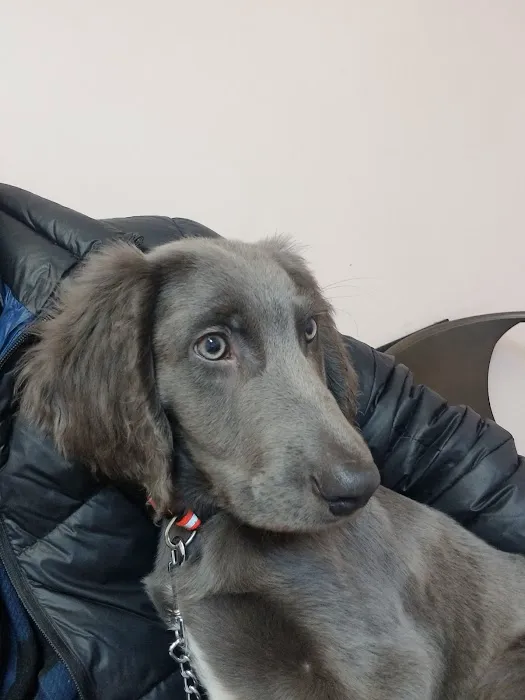 Community Animal Hospital, LLC 8