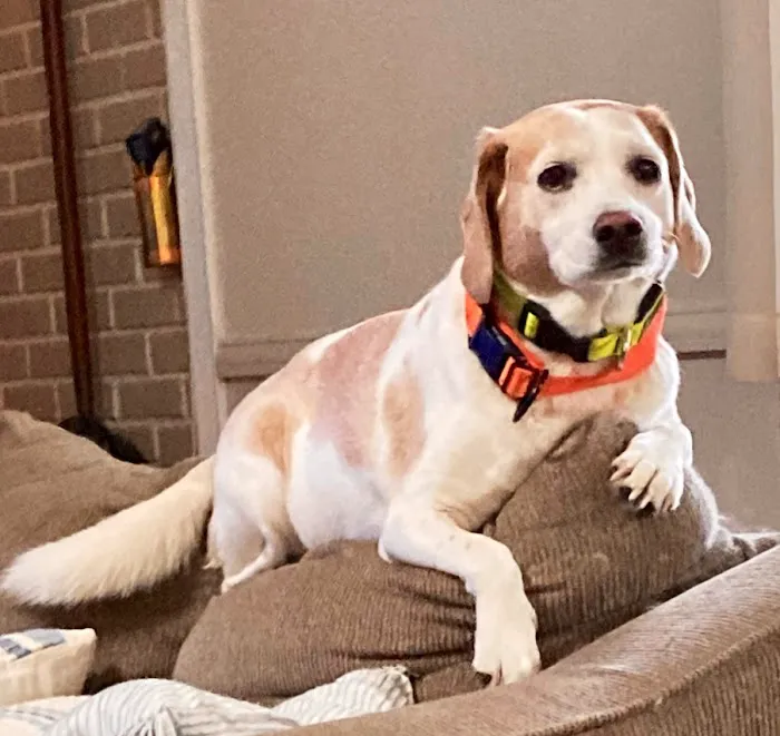 Community Animal Hospital, LLC 4