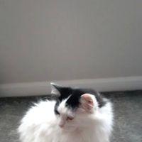 Animal Medical Center ico