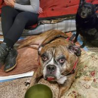 Ithaca Animal Hospital ico