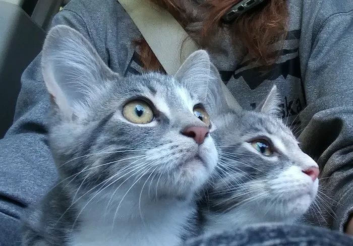 Ithaca Animal Hospital 3
