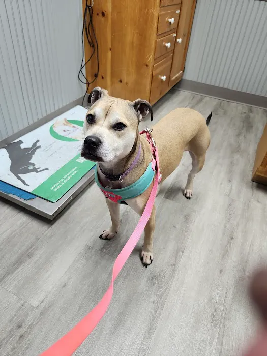 Ithaca Animal Hospital 2