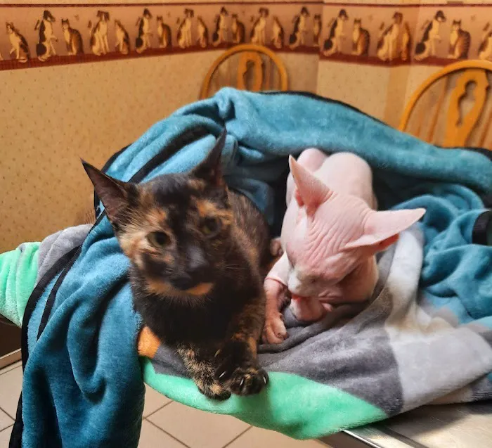 Ithaca Animal Hospital 7