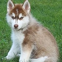 Village Veterinary Clinic ico