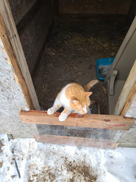 Village Veterinary Clinic 4