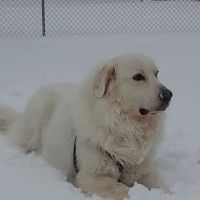 Eastman Animal Hospital ico