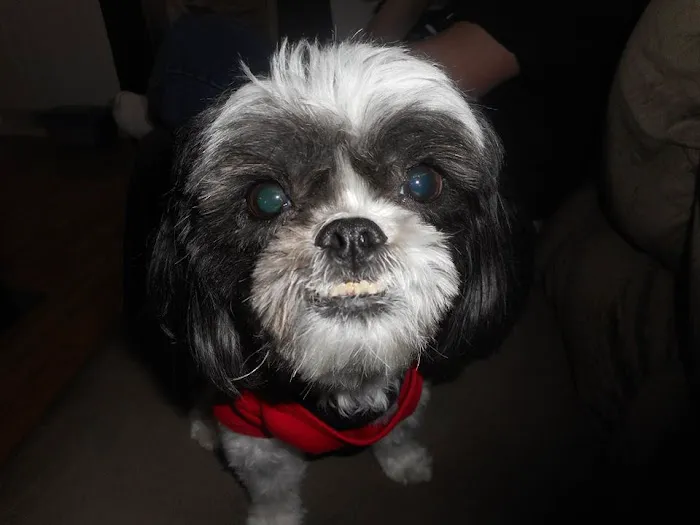 Eastman Animal Hospital 7