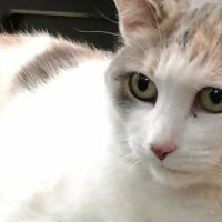 River Rock Animal Hospital ico
