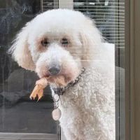 PetVet Vaccination Clinic ico