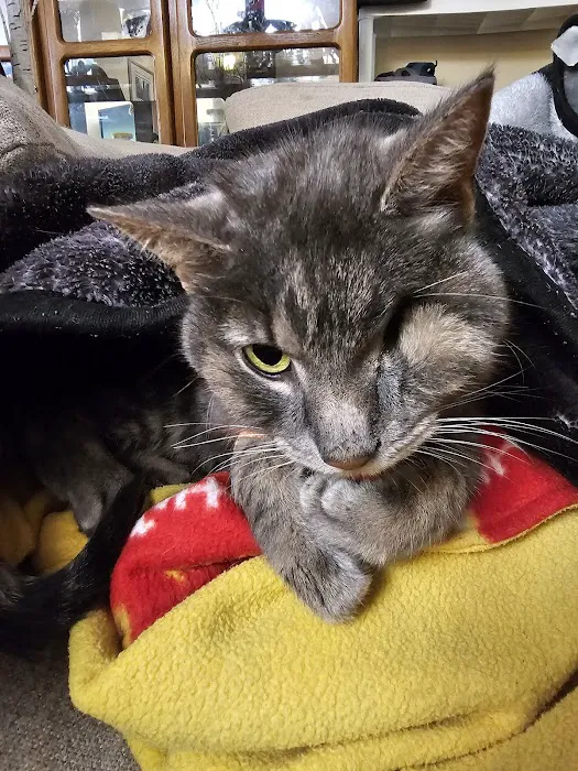 Midland Animal Clinic 8