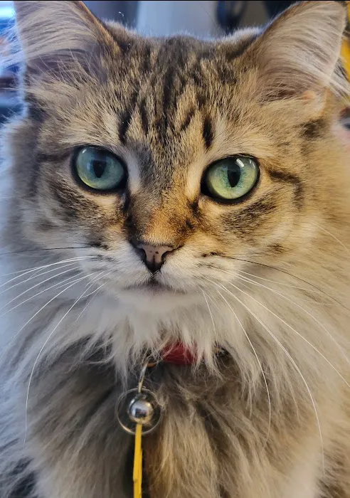 Midland Animal Clinic 3