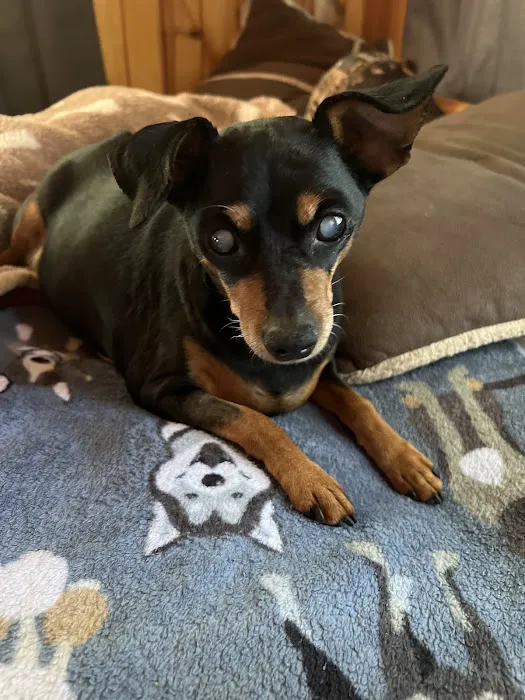 Animal Medical Center 3